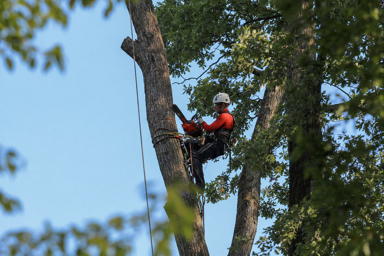 Tree removal in Camarillo, CA